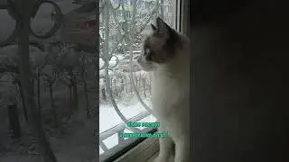 Новое время года #приколы #кошки #юмор
