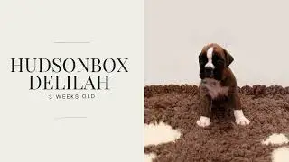 Hudsonbox Delilah @ 3 weeks old