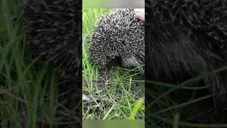 просто очень сердитый ежик