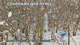 Снегири | Синицы | Зеленушки | Воробьи | Лазоревки | 1 апреля 2023 | (2160 4K)