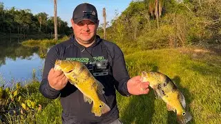 CHOVEU O PEIXE APARECE!!!