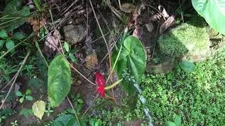 Peeing to flowers 💐 | Mr. pee | Boy Peeing in outside | pissing