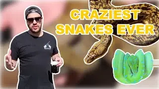 CRAZIEST Snakes I've EVER Seen! (Reptile Room Tour Ft. MJ Exotics Cartal)