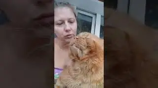 Кот Джокер,мейн кун