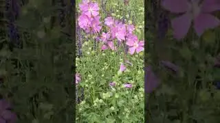 Пай шіркін табиғат