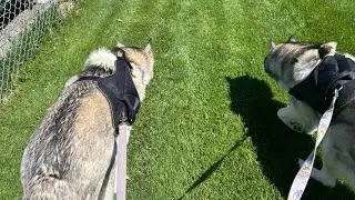 Huskies Go For A Walkies 🐶🐶
