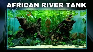 EPIC Africa Aquarium! Aquascape Tutorial w/ Butterfly Cichlid & Congo Tetra