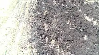 Ось так (паше) такий бомбезний плуг пску(гетьман)