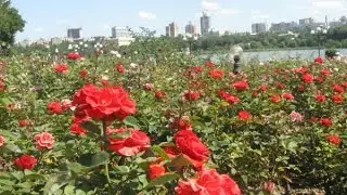 "От Дикой степи до миллиона роз" Детская мультстудия "Майя" г.Донецк ДНР