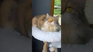 Janda gemoy yang bikin kucing tetangga ketar ketir 😍 #cat #kucinglucu #catlover #kucing