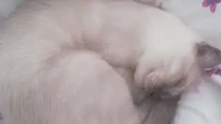 Kitty Manya & Bonya