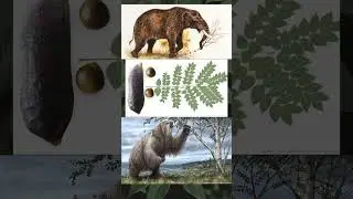 Kentucky Made From a Giant Sloth's Favorite Tree | US Map Made From Native Trees