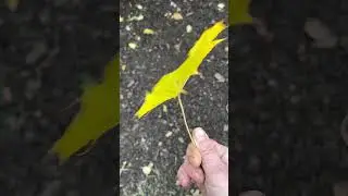 НУЖНО ЛИ УБИРАТЬ ЛИСТЬЯ НА ЗИМУ