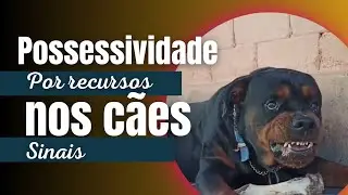 Cão Rosnando, possessividade por recursos - Sinais
