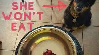 My Dog Won't Eat Raw Organ Meat | Real Dog Food On A Budget |