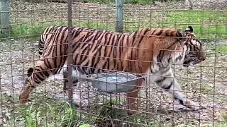 Repair Storm Damage VS Priya Tiger
