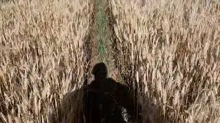 Пшеница перед уборкой! Как же за*бала эта культура! Гербицид плачет!