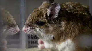 Vermin vs. Venom - The Grasshopper Mouse