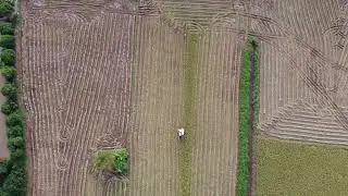Ngày mùa Tân Hưng, Vĩnh Bảo