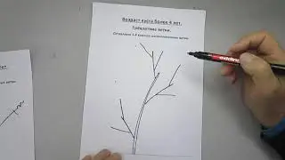 Black currant trimming scheme