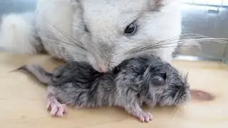 Baby Chinchillas, 10 Minutes Old!