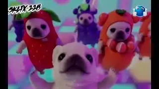 Мопсы танцуют по песню