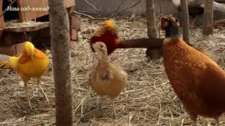 Золотые фазаны флиртуют