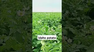 Potato Blossoms