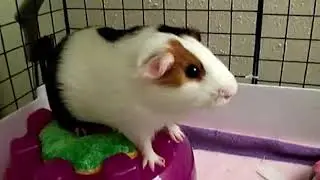 🐹 Funny Guinea Pig Videos Compilation