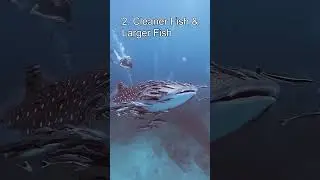 Top 5 Mind-Blowing Symbiotic Relationships