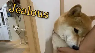 Shiba Inu so Jealous