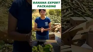 How Banana Export Packaging Done? 