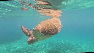 Marios the sea turtle (caretta caretta)  and friends 2024