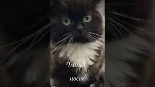 Ну и конечно котики😺