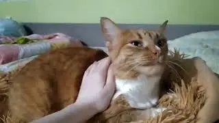 Самый старый кот дома