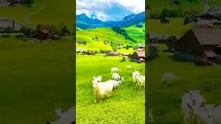 Greennn💚💚💚💚 Nature 😇 Animals 😍