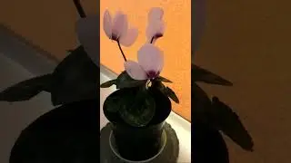 Как ухаживать за цикламеном в период цветения, смотрите на нашем канале 