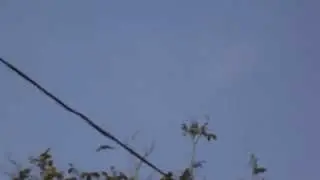 Горлица Кольчатая