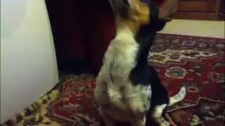 Goodboy Swallows a Whole Nugget (EDITED)