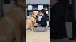 My dog would NOT stay still!