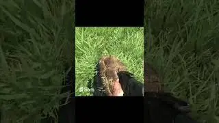 Far cry 3 Черепаший суп #shorts