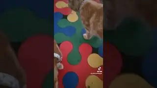 kittens
