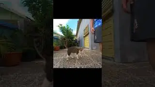 Feeding the cat (Insta360 Go 2 test)