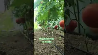 Как выращивать томаты. Помидоры в теплице. Теплица для клубники своими руками.