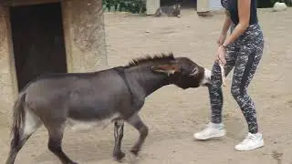Hantoine de Bel'Âne a de la suite dans les idées : Mais rends moi mon bâton, Manon !