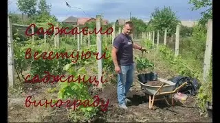Посадка вегетуючого саджанця винограду.