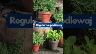 Zioła zamiast kwiatów na balkonie to bardzo dobrzy pomysł #lifehacks #ziołalecznicze #preppers