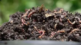 Benefits of Worm Composting