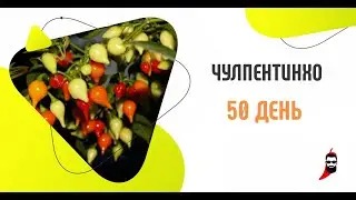 Острый перец Чулпентинхо на 50 день