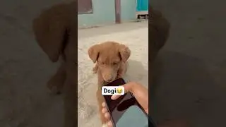 Dogi reporter😱😱|#youtubeshorts #funnyshorts #comedyshots #shortsfeed #shortsviral #shorts